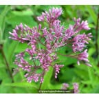 EUPATORIUM purpureum subsp. maculatum 'Glutball' EUPATORIUM purpureum subsp. maculatum 'Glutball'