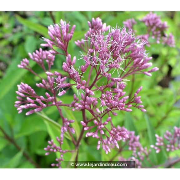 EUPATORIUM purpureum subsp. maculatum  'Glutball'