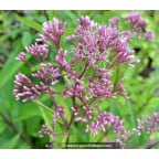 EUPATORIUM purpureum subsp. maculatum 'Glutball' EUPATORIUM purpureum subsp. maculatum 'Glutball'