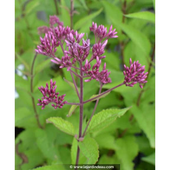 Eupatorium purpureum  'Ankum'