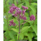 Eupatorium purpureum 'Ankum' Eupatorium purpureum 'Ankum'