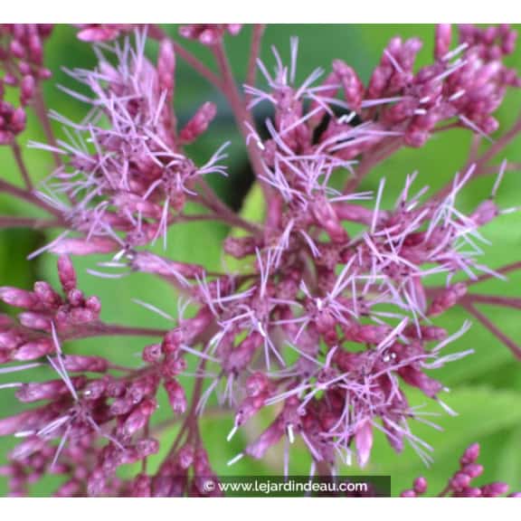 Eupatorium purpureum  'Ankum'