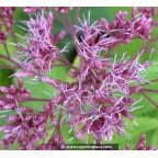 Eupatorium purpureum 'Ankum' Eupatorium purpureum 'Ankum'