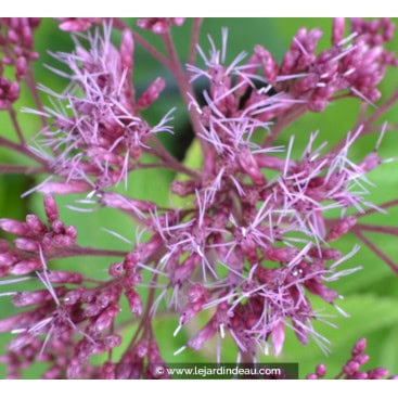 EUPATORIUM purpureum \'Ankum\' - Eupatoire