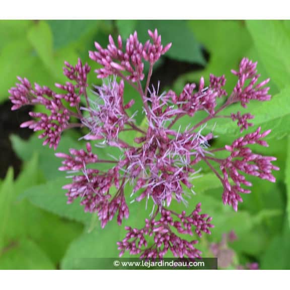 Eupatorium purpureum  'Ankum'