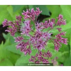 Eupatorium purpureum 'Ankum' Eupatorium purpureum 'Ankum'