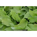HOSTA 'Honeybells' HOSTA 'Honeybells'