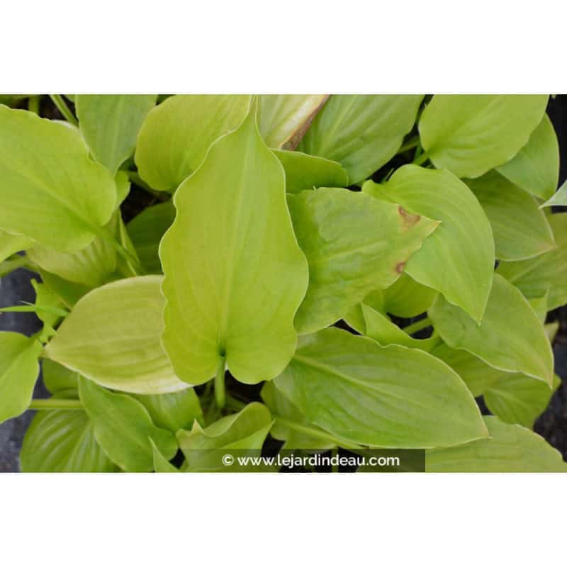 HOSTA plantaginea 'Grandiflora' HOSTA plantaginea 'Grandiflora'