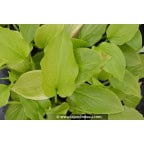 HOSTA plantaginea 'Grandiflora' HOSTA plantaginea 'Grandiflora'