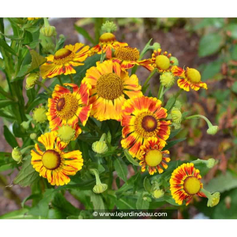 HELENIUM 'Feuersiegel' HELENIUM 'Feuersiegel'