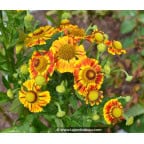 HELENIUM 'Feuersiegel' HELENIUM 'Feuersiegel'