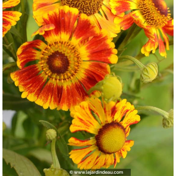 HELENIUM 'Feuersiegel'