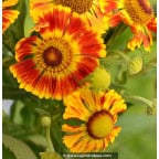 HELENIUM 'Feuersiegel' HELENIUM 'Feuersiegel'