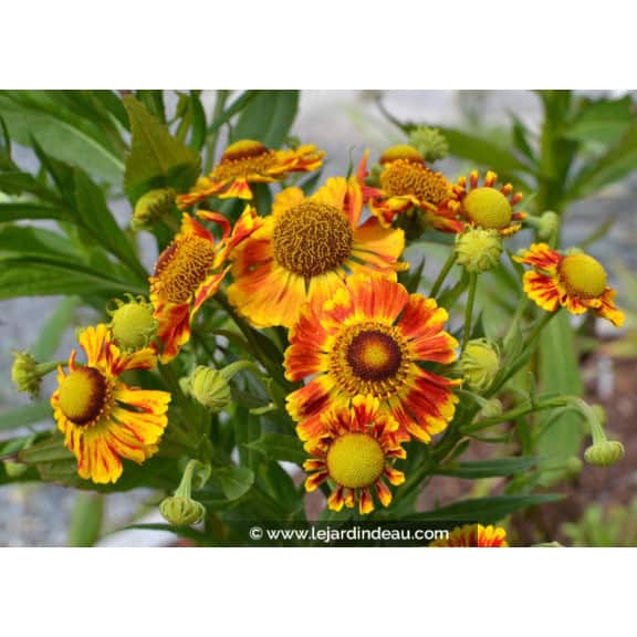 HELENIUM 'Feuersiegel'