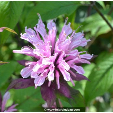 MONARDA \'Croftway Pink\' - Monarde hybride / Bergamote hybride