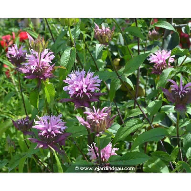 MONARDA 'Croftway Pink' MONARDA 'Croftway Pink'