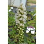 LIATRIS spicata 'Alba' LIATRIS spicata 'Alba'