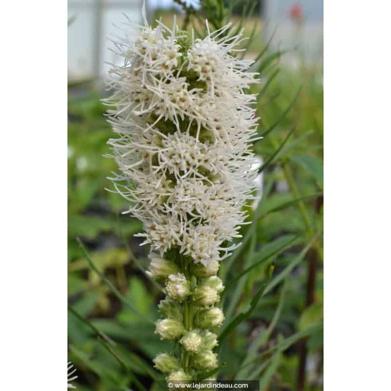 LIATRIS spicata 'Alba' LIATRIS spicata 'Alba'
