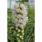 LIATRIS spicata 'Alba' LIATRIS spicata 'Alba'