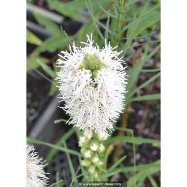 LIATRIS spicata \'Alba\' - Plume du Kansas \'Alba\'
