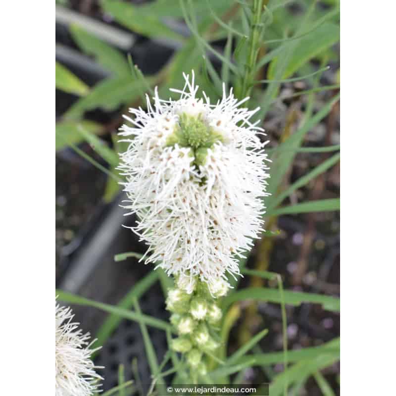 LIATRIS spicata 'Alba' LIATRIS spicata 'Alba'