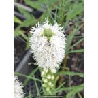 LIATRIS spicata 'Alba' LIATRIS spicata 'Alba'