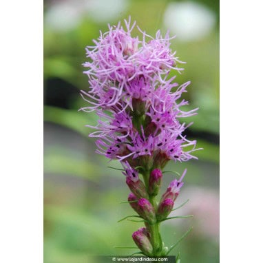 LIATRIS spicata - Plume Du Kansas /  Gayfeather