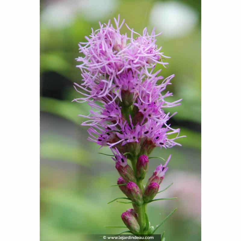 LIATRIS spicata LIATRIS spicata