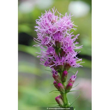 LIATRIS spicata - Plume Du Kansas / Gayfeather