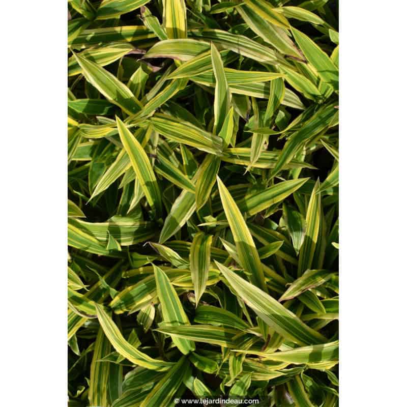 CAREX siderosticha 'Island Brocade' CAREX siderosticha 'Island Brocade'