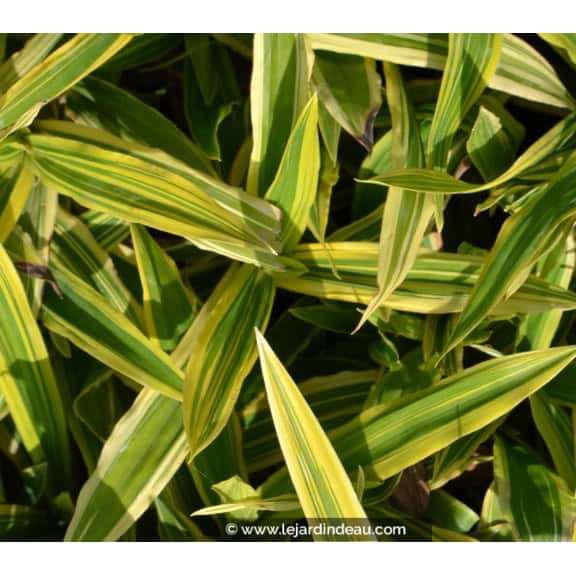 CAREX siderosticha 'Island Brocade'