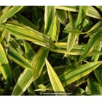 CAREX siderosticha 'Island Brocade' CAREX siderosticha 'Island Brocade'