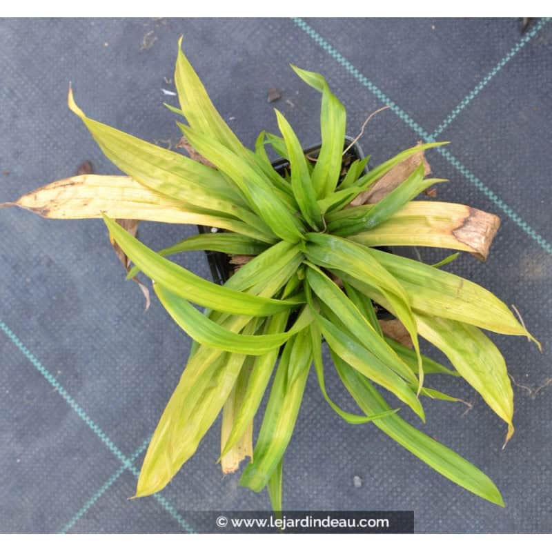 CAREX plantaginea CAREX plantaginea