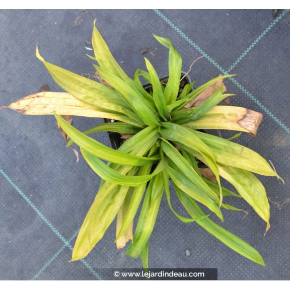 CAREX plantaginea