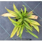 CAREX plantaginea CAREX plantaginea