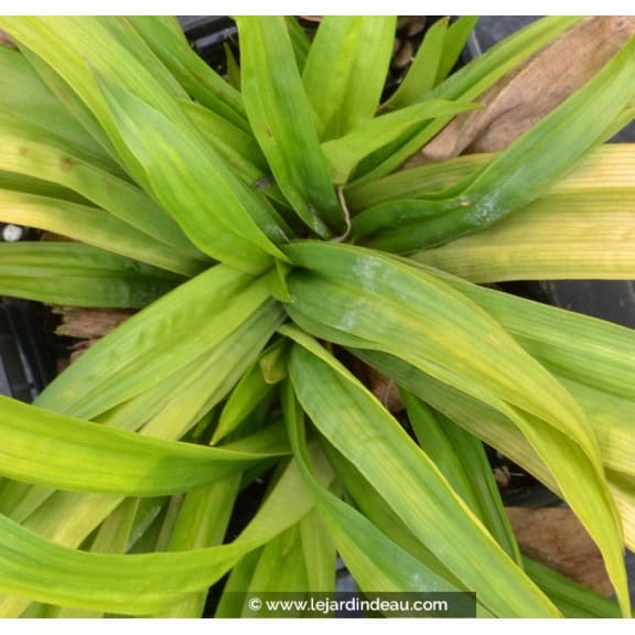 CAREX plantaginea