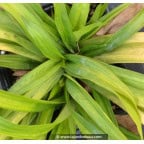 CAREX plantaginea CAREX plantaginea