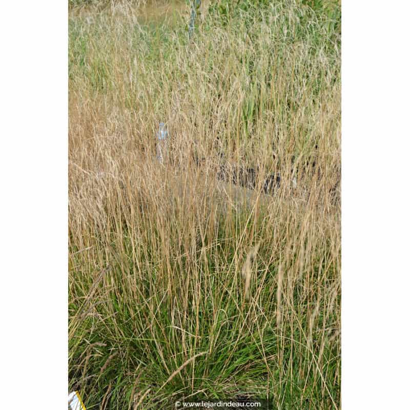 DESCHAMPSIA cespitosa 'Bronzeschleier' DESCHAMPSIA cespitosa 'Bronzeschleier'