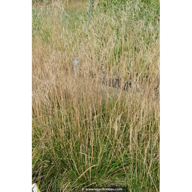DESCHAMPSIA cespitosa 'Bronzeschleier'