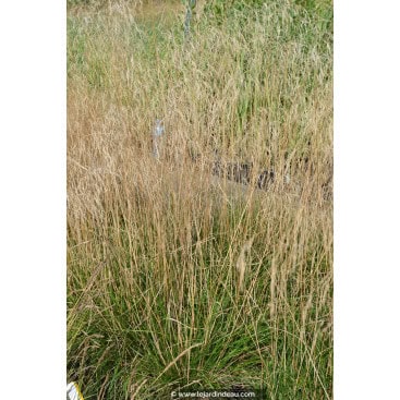 DESCHAMPSIA cespitosa \'Bronzeschleier\' - Canche cespiteuse /  Tussock grass