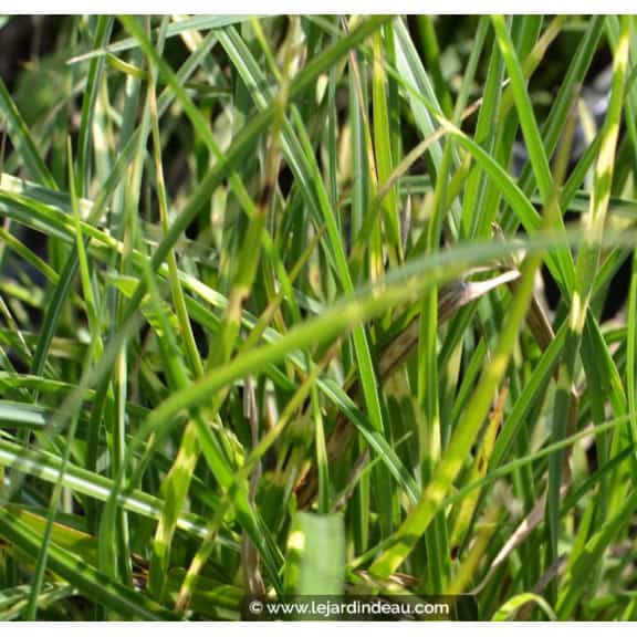 MISCANTHUS sinensis 'Little Zebra'
