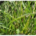 MISCANTHUS sinensis 'Little Zebra'
