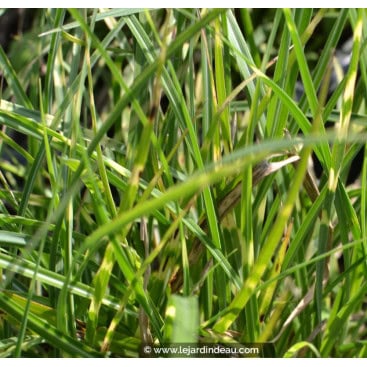 MISCANTHUS sinensis \'Little Zebra\' - Eulalie / roseau de chine