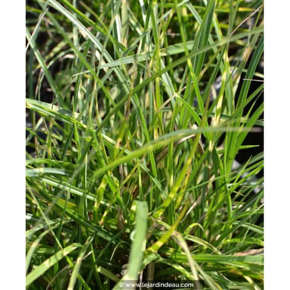 MISCANTHUS sinensis 'Little Zebra'