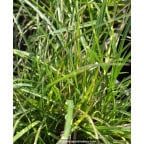 MISCANTHUS sinensis 'Little Zebra'