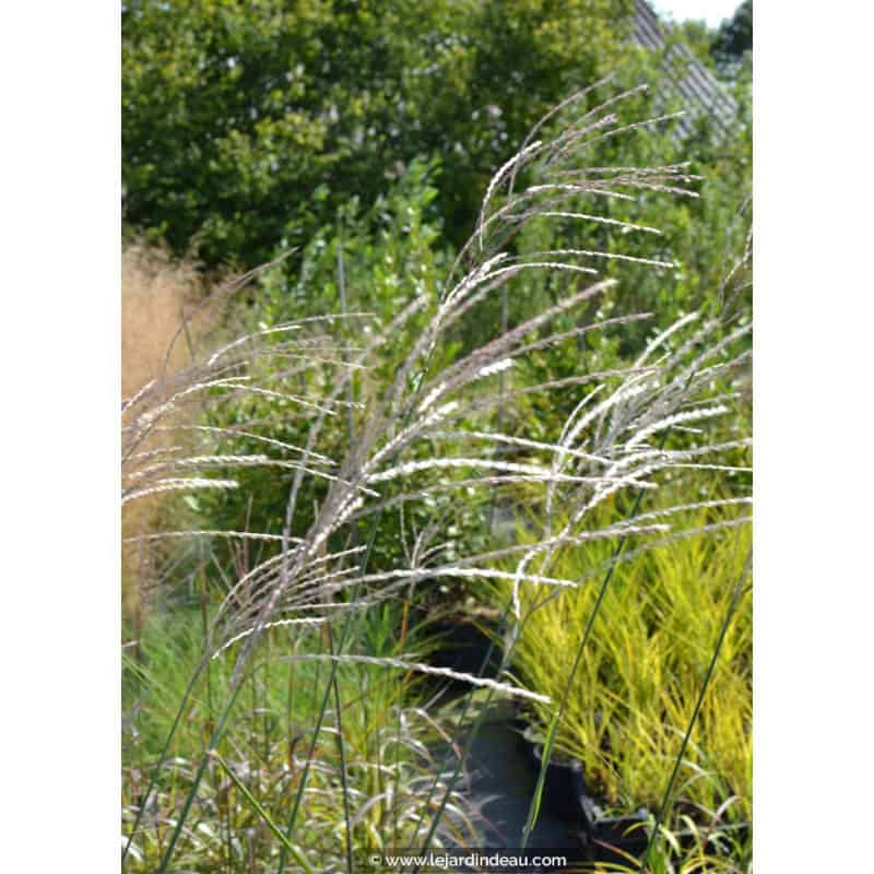 MISCANTHUS sinensis 'Richard Hansen'