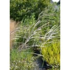 MISCANTHUS sinensis 'Richard Hansen'
