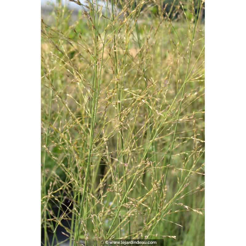 MOLINIA caerulea subsp. arundinacea