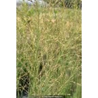 MOLINIA caerulea subsp. arundinacea
