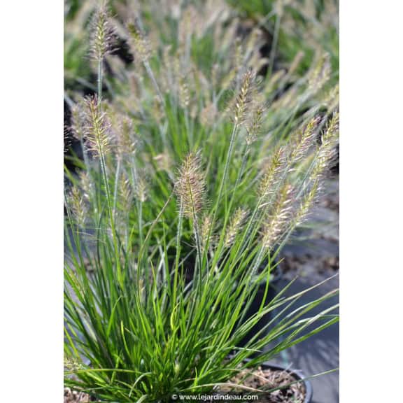 PENNISETUM alopecuroides 'Little Bunny'